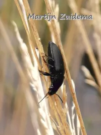Glimmer [Amara communis]